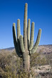 saguaro Cactus