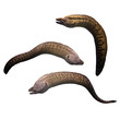 Moray eel on white background