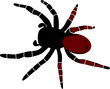 spider