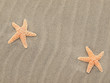 Two Starfish on the Beach with Windswept Sand Ripples Two Starfish on the Beach with Windswept Sand Ripples