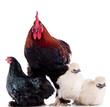animaux de ferme - Gallinacées