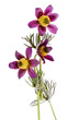 pasqueflower, bot.: Pulsatilla vulgaris, isolated on white backg