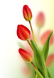 red tulips