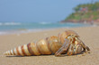 hermit crab on the beach in Varkala, India hermit crab on the beach in Varkala, India