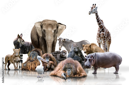 Photo: Wilde Tiere Wilde Tiere