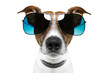 dog with blue shades bored to tears frontal