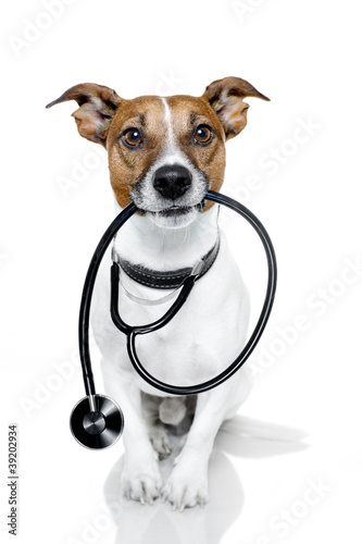 Photo: dog with a stethoskope dog with a stethoskope