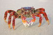 Funny red crab on the beach in Varkala, Kerala, India