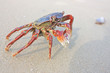 Funny red crab on the beach in Varkala, Kerala, India