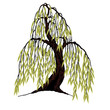 Willow