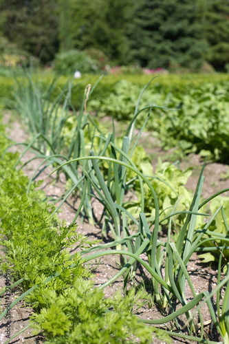 Photo: Gemüsegarten Gemüsegarten