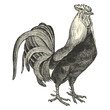 Coq Dorking