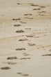 traces de pas