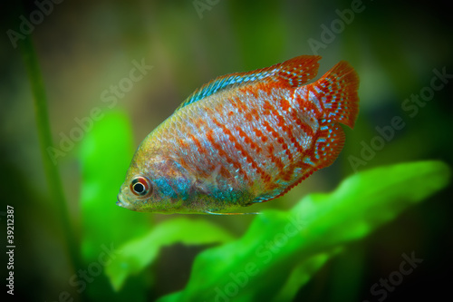 Foto: Colisa lalia, Aquarian small fishes Colisa lalia, Aquarian small fishes