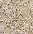 Barnacles
