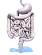 intestines and stomach 3d
