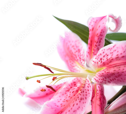 Photo: Stargazer lily isolated Stargazer lily isolated