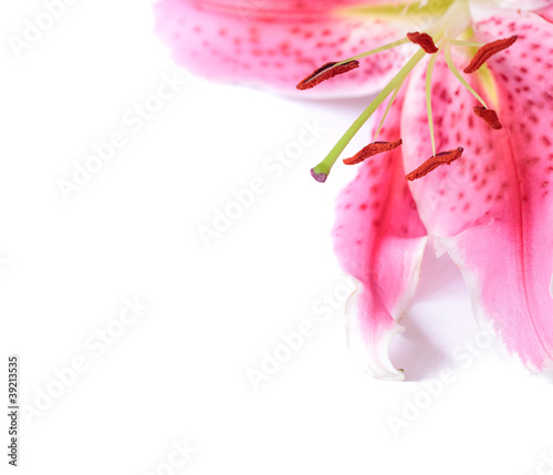 Photo: Lily floral template Lily floral template
