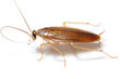 Cockroach on white background