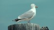 möwe