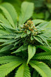 Marijuana Plant