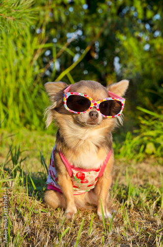 Photo: Chihuahua in the park Chihuahua in the park