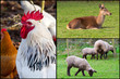 Farm animals at Bunratty Folk Park collage