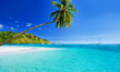 Palm tree hanging over lagoon with blue sky