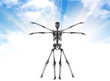 human anatomy