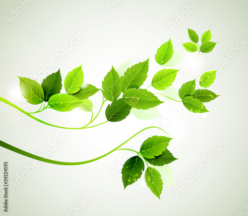Vector: spring branch with fresh green leaves spring branch with fresh green leaves