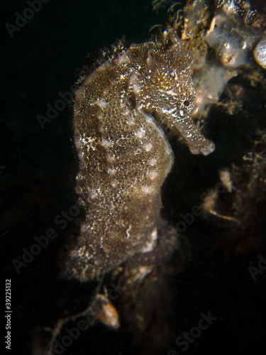 Photo: Spiny Seahorse - Hippocampus hystrix Spiny Seahorse - Hippocampus hystrix