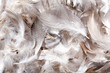 feather background