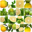 citrons verts