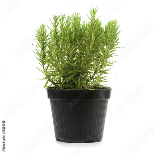 Photo: romarin en pot, rosmarinus officinalis romarin en pot, rosmarinus officinalis