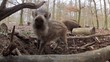 wildschweine