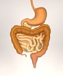3d render of digestive system