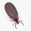 3d render of tick animal
