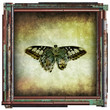 butterfly picture