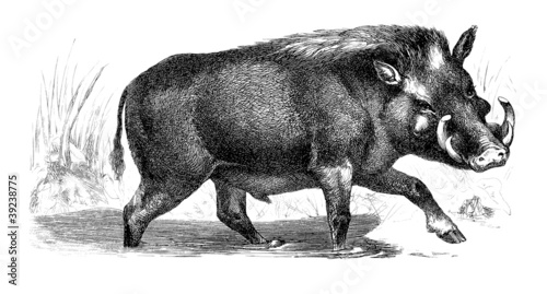 Illustration: Phacochère - Warthog Phacochère - Warthog