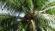 coconut palm