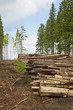 Timber Stack