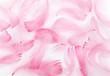 feather