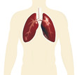 human toso with lungs vector