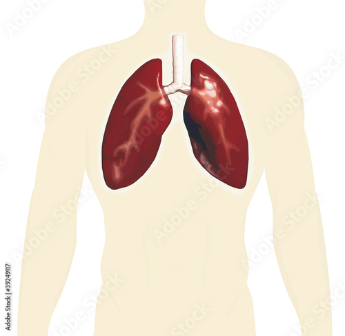 Vector: human toso with lungs vector human toso with lungs vector