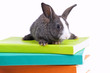 Rabbit reading books Rabbit reading books
