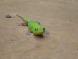 broad-tailed day gecko