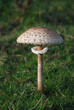 Coulemelle (Macrolepiota procera)