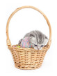 The British marble kitten in a basket with balls