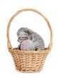 The British marble kitten in a basket with balls