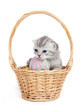 The British marble kitten in a basket with balls